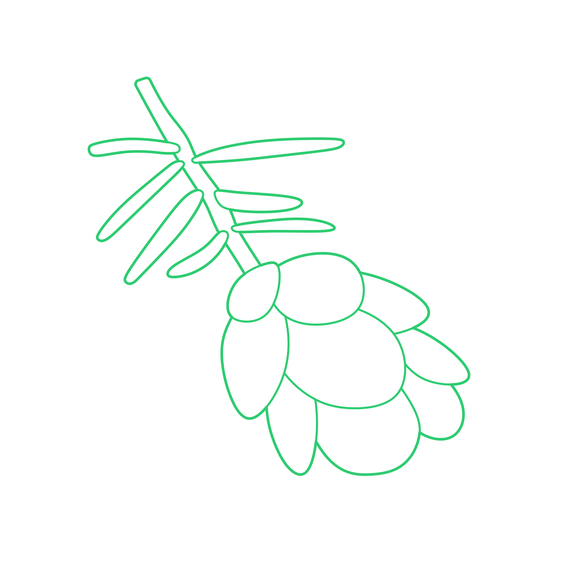 Plants Gymnosperms Silhouette Svg Vector Free Vectors